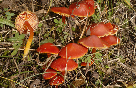 Kirschroter Saftling (Hygrocybe coccinea) - © Heinz Prelicz Kirschroter Saftling (Hygrocybe coccinea) - © Heinz Prelicz